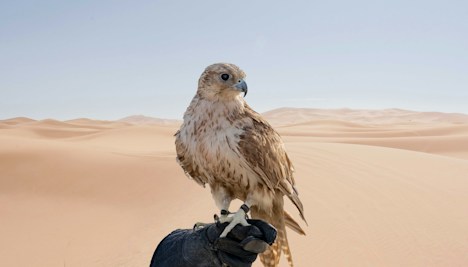 Dubai Desert Safari - Nature Safaris